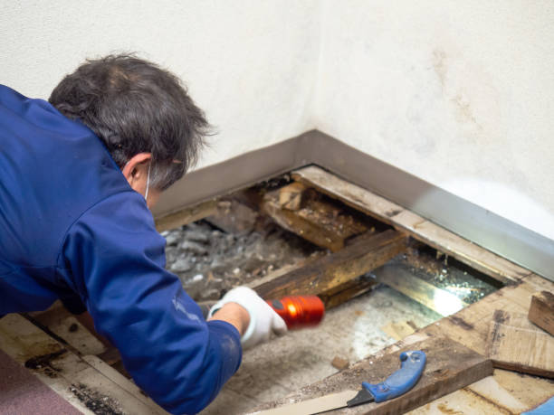 Office Mold Removal Services in Hayti, MO