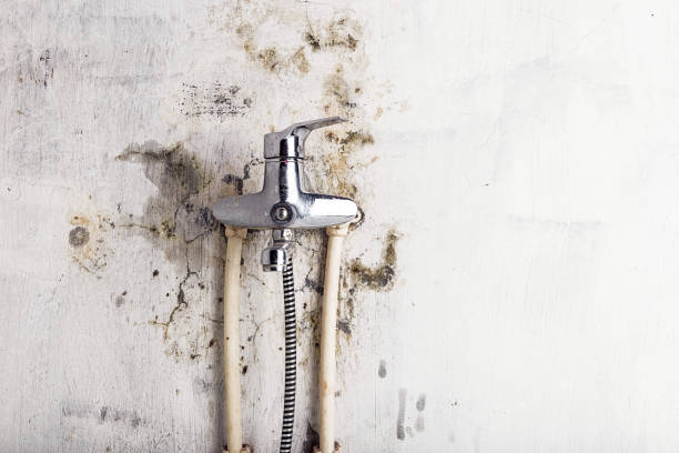 Best Fast Mold Removal  in Hayti, MO