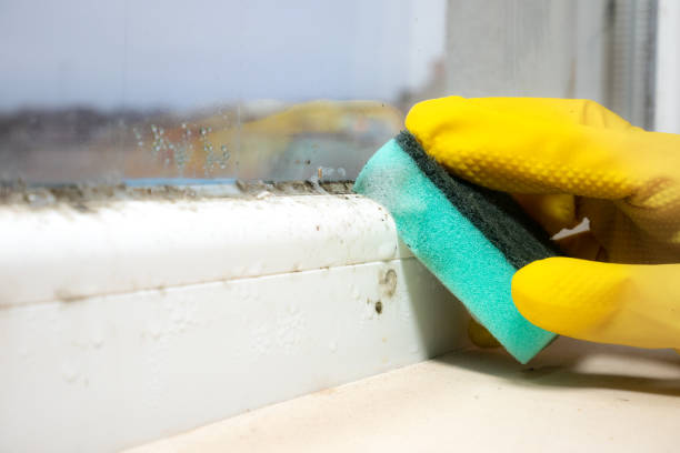 Best Mold Remediation  in Hayti, MO