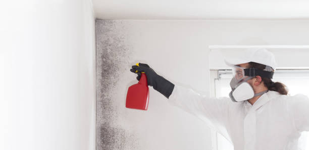 Best Attic Mold Removal  in Hayti, MO
