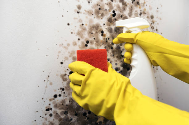 Best Mold Damage Repair  in Hayti, MO