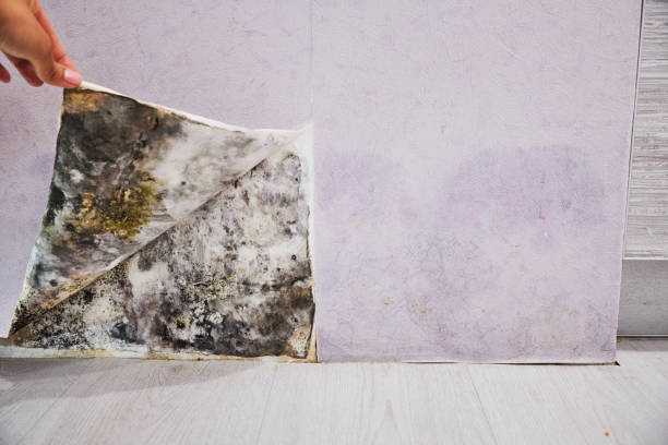Best Mold Damage Repair  in Hayti, MO
